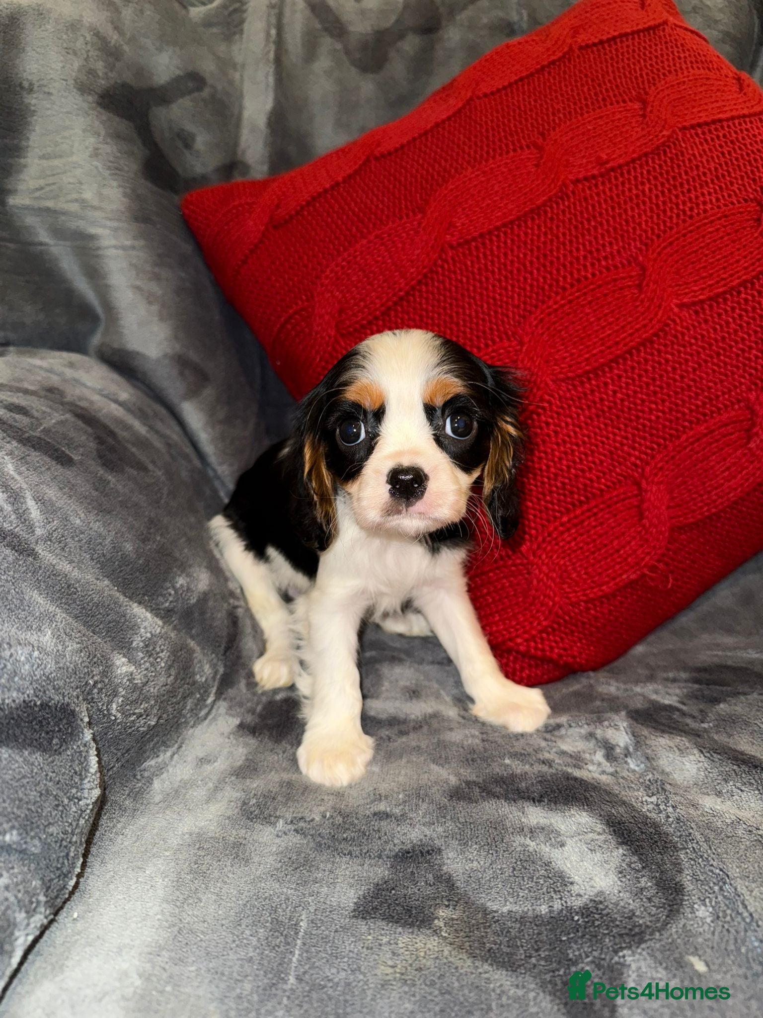 Cavalier King Charles Spaniel dogs 💙🩵Stunning Tri cavalier Boys 💙🩵 - Advert 14