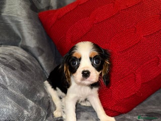 Cavalier King Charles Spaniel dogs 💙🩵Stunning Tri cavalier Boys 💙🩵 - Advert 14