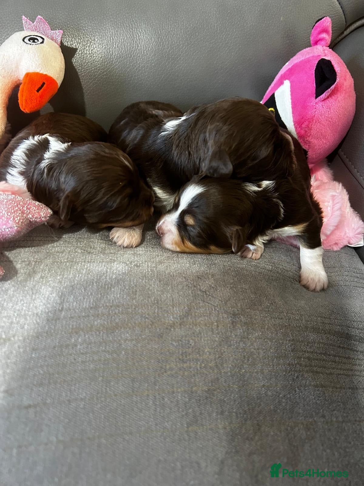 Havanese dogs Stunning pedigree Havanese puppies  - Advert 1