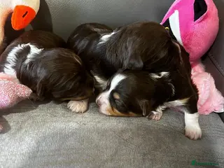Havanese dogs Stunning pedigree Havanese puppies - Advert 2
