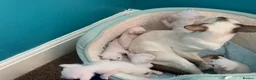 Siamese cats for sale: Lilac point & chocolate point kittens  in Leicester - Advert 3