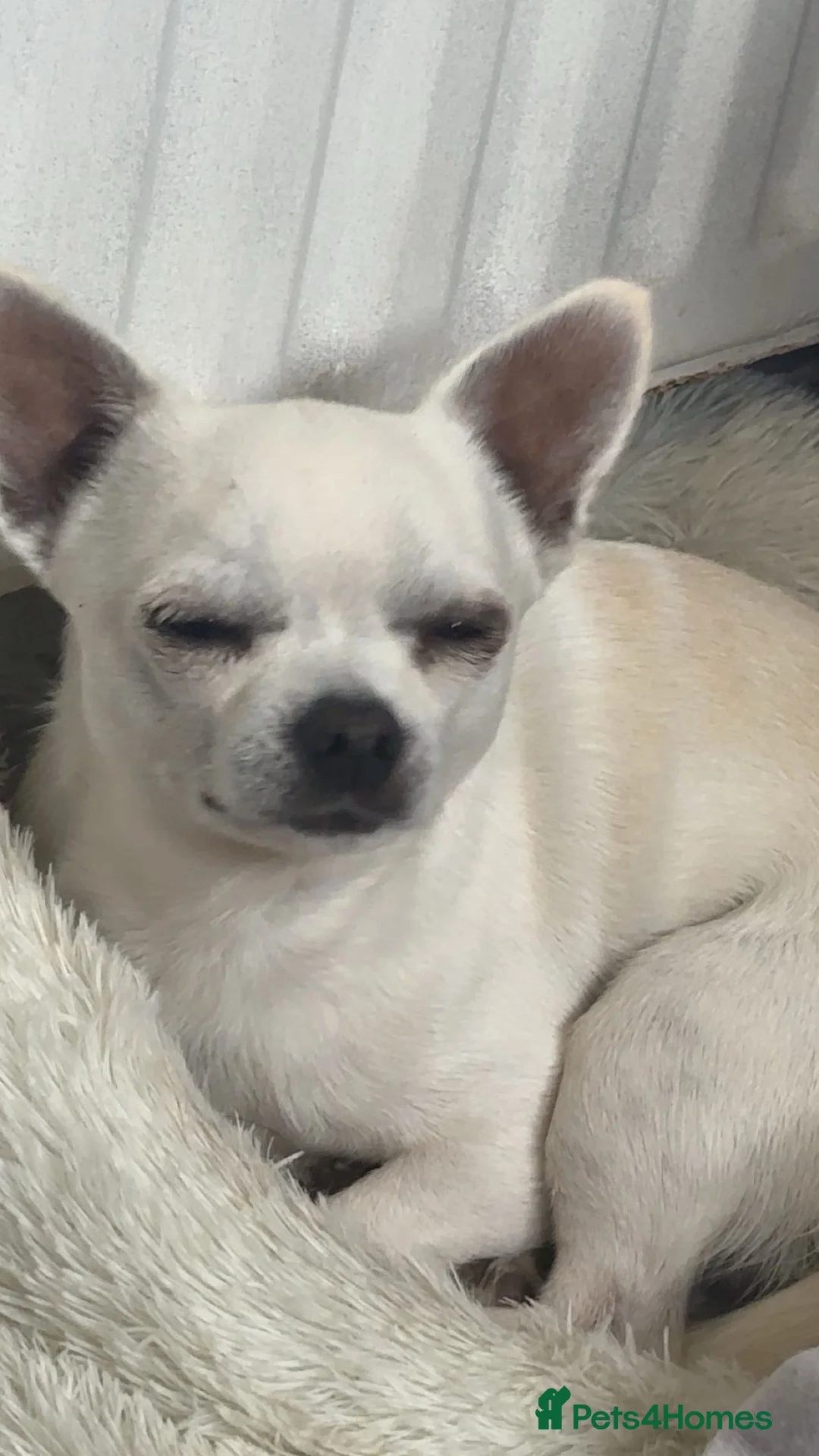 Chihuahua dogs for sale: Chihuahua for sale - Advert 2