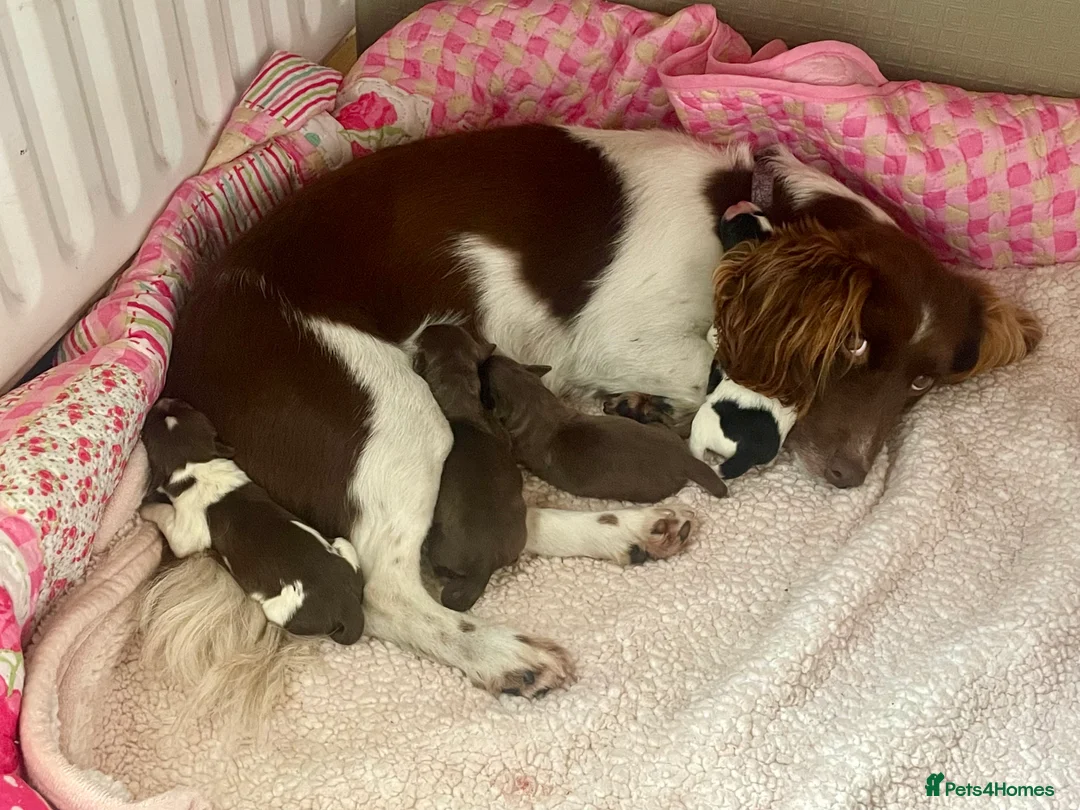 Mixed Breed dogs for sale: Woody & Jessie  - Advert 2