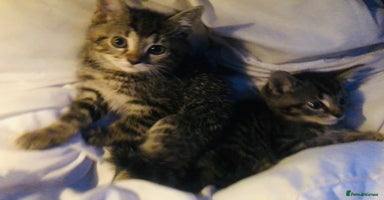 Mixed Breed cats - Advert 12