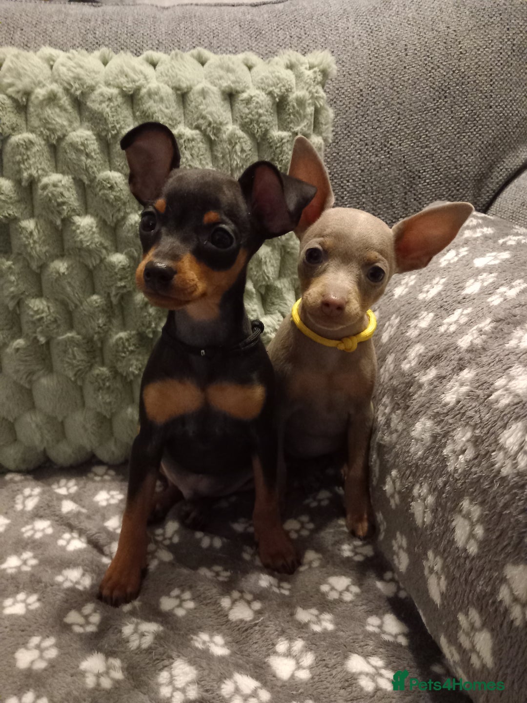 Miniature Pinscher dogs for sale: KC Reg Mini Pins, 2 remaining (READY TO LEAVE NOW) - Advert 3