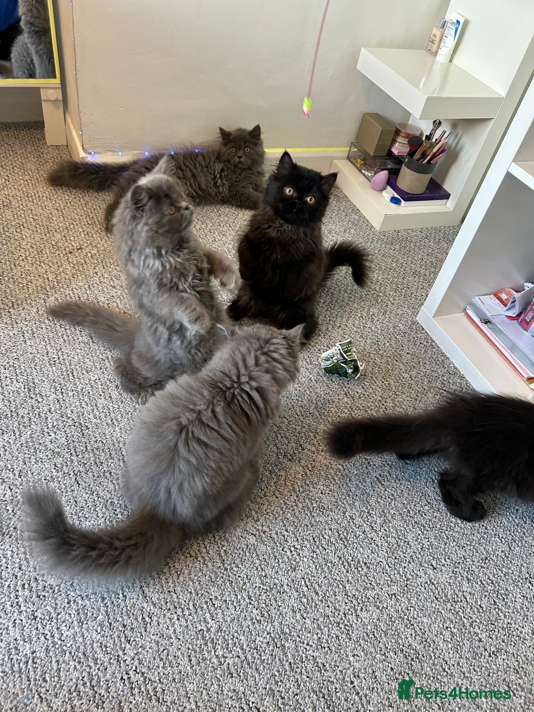 Persian cats for sale: Persian kittnes for sale London  - Advert 9