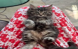 Mixed Breed cats for sale: Maine coon x ragdoll  - Image 21