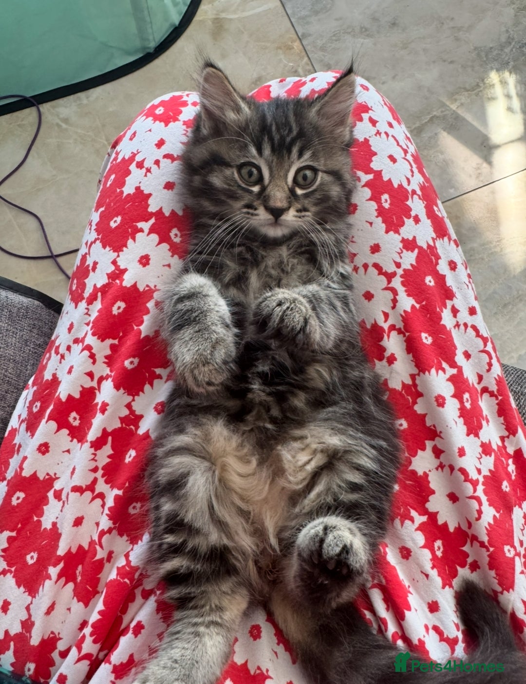 Mixed Breed cats for sale: Maine coon x ragdoll  - Image 21