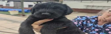 Giant Schnauzer Puppy 2