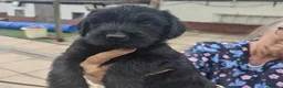 Giant Schnauzer dogs for sale: Ready Soon.Giant Schnauzer Puppies - Advert 10