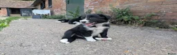 Border Collie dogs for sale: Border Collie Puppies for sale - Advert 13