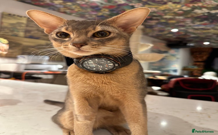 Abyssinian cats - Advert 1