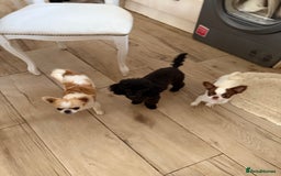 Chihuahua dogs for sale: Incredible Chihuahua boys  in Doncaster - Image 7