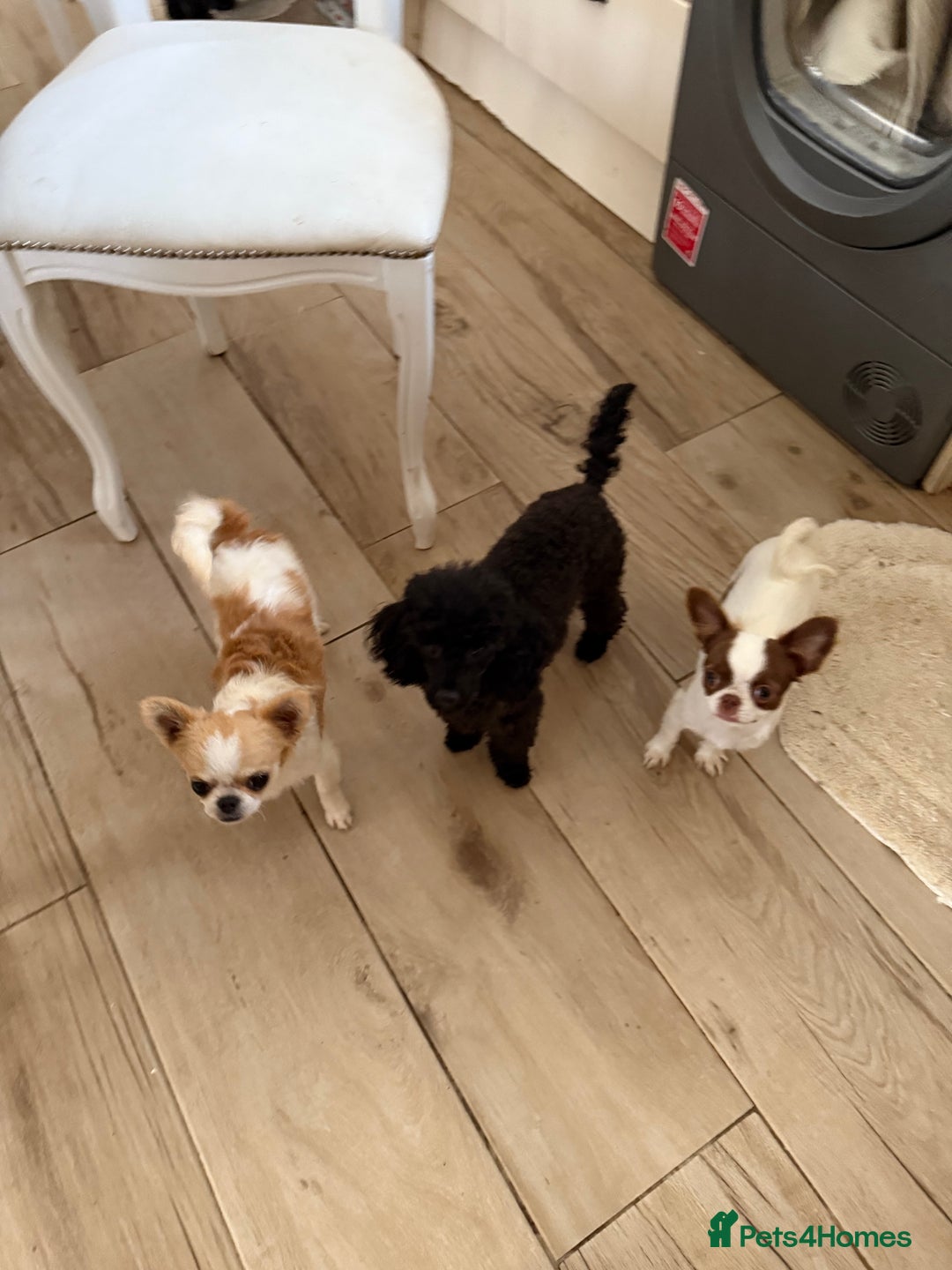 Chihuahua dogs for sale: Incredible Chihuahua boys  in Doncaster - Image 7