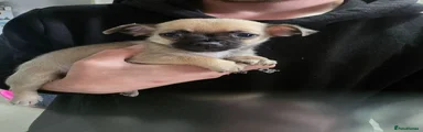 Chihuahua 2