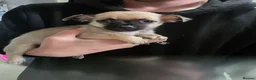 Chihuahua dogs for sale: Chihuahua puppies for sale  - Advert 5