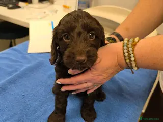 Cockapoo dogs Only 2 girls left! Gorgeous Cockapoo Puppies 🐾 - Advert 2