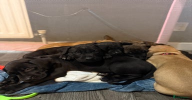 Mixed Breed dogs Came Corso X Puppies - Advert 15