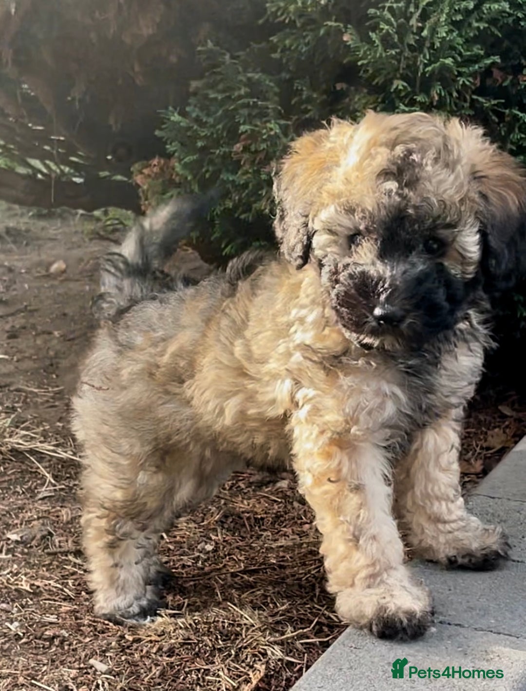 Miniature Poodle dogs for sale: Home Bred pups, extensively Health tested - Image 11