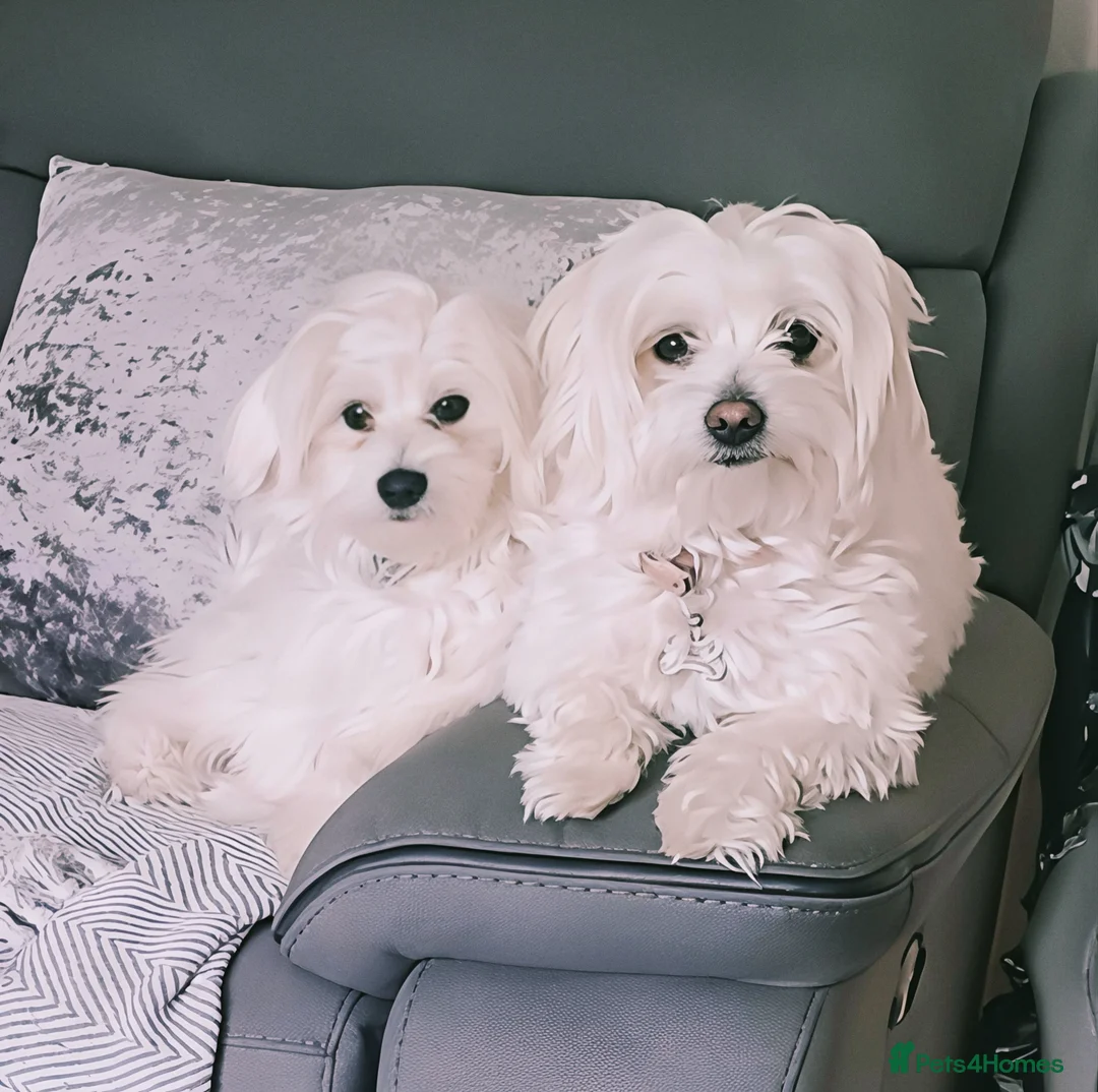 Mixed Breed dogs for sale: Beautiful Multichon x Maltese Female Puppies in Birmingham - Advert 1