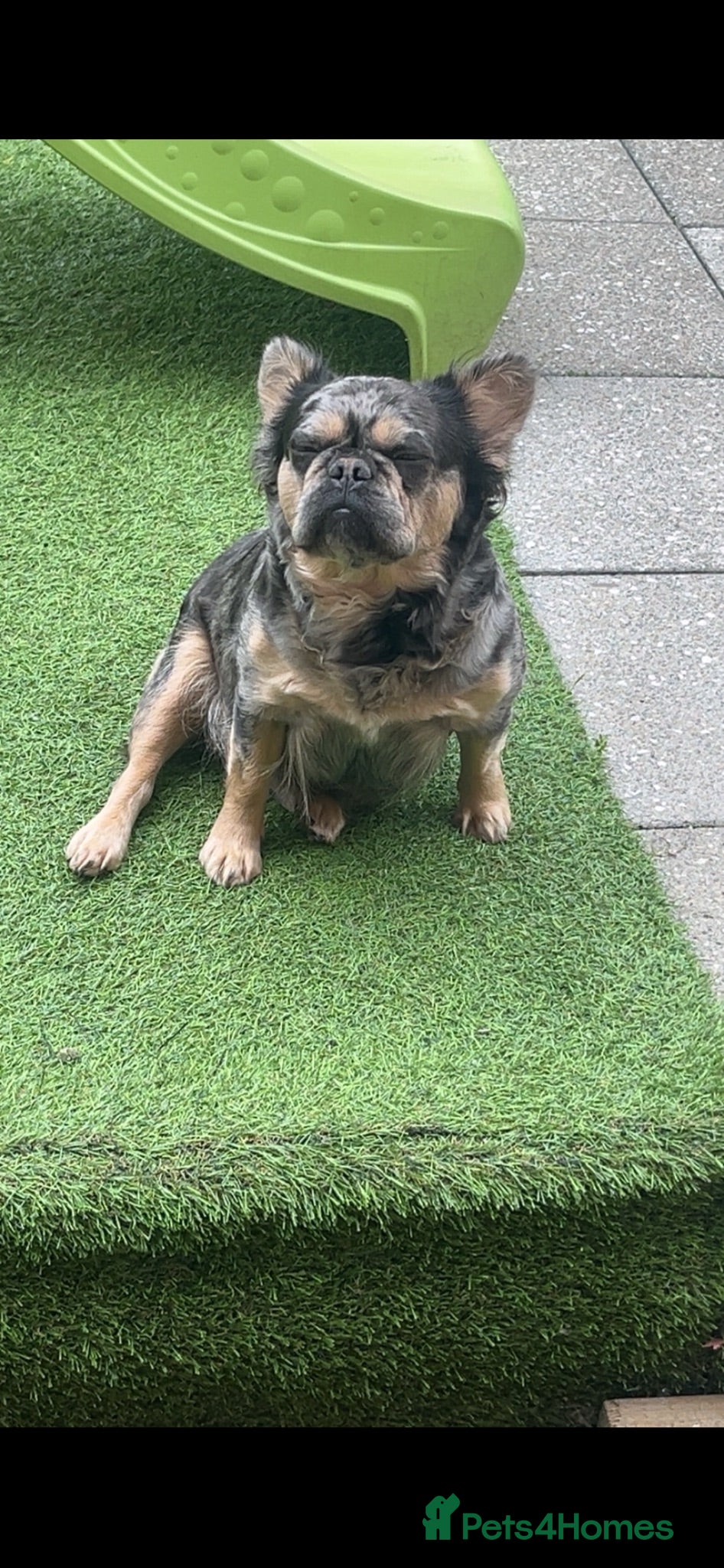 French Bulldog dogs Puppy frenchies for sale - Advert 1