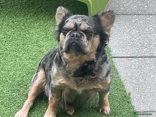 French Bulldog dogs Puppy frenchies for sale - Advert 17