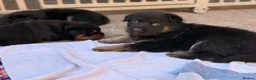 German Shepherd dogs for sale: Kc Gsd pups READY NOW 1 SABLE FEMALE AVAILABLE  - Advert 22