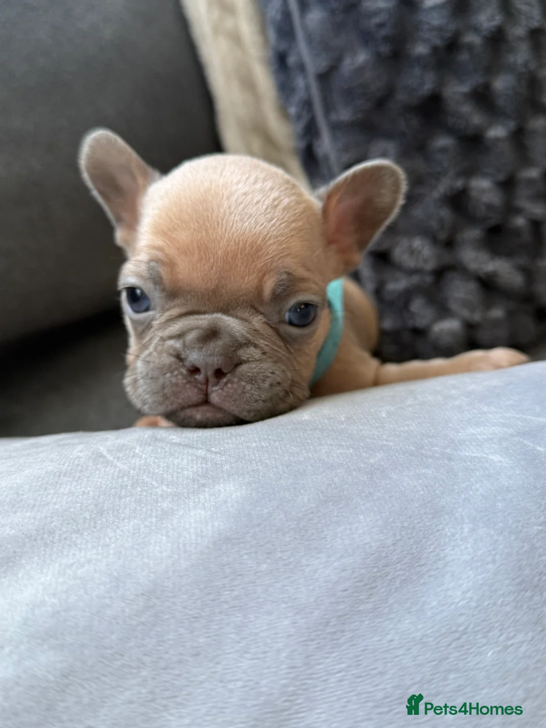 French Bulldog dogs for sale: Vaccine and Micro Chipped French Bulldog Puppies - Advert 22