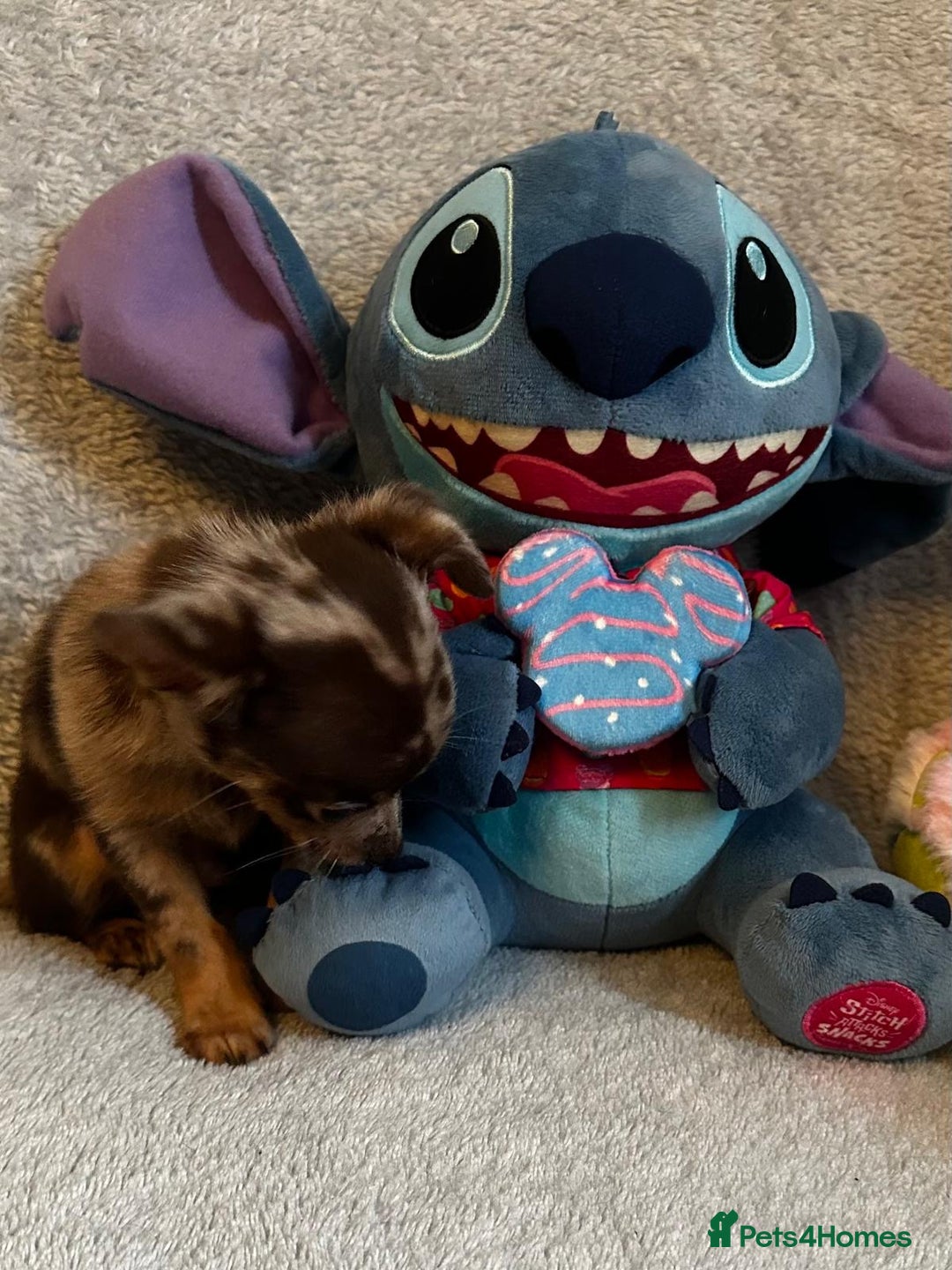 Mixed Breed dogs for sale: Chihuahua x  - Image 6