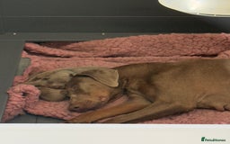 Dobermann dogs for sale: Dobermann puppy 5* licensed breeder  - Image 3