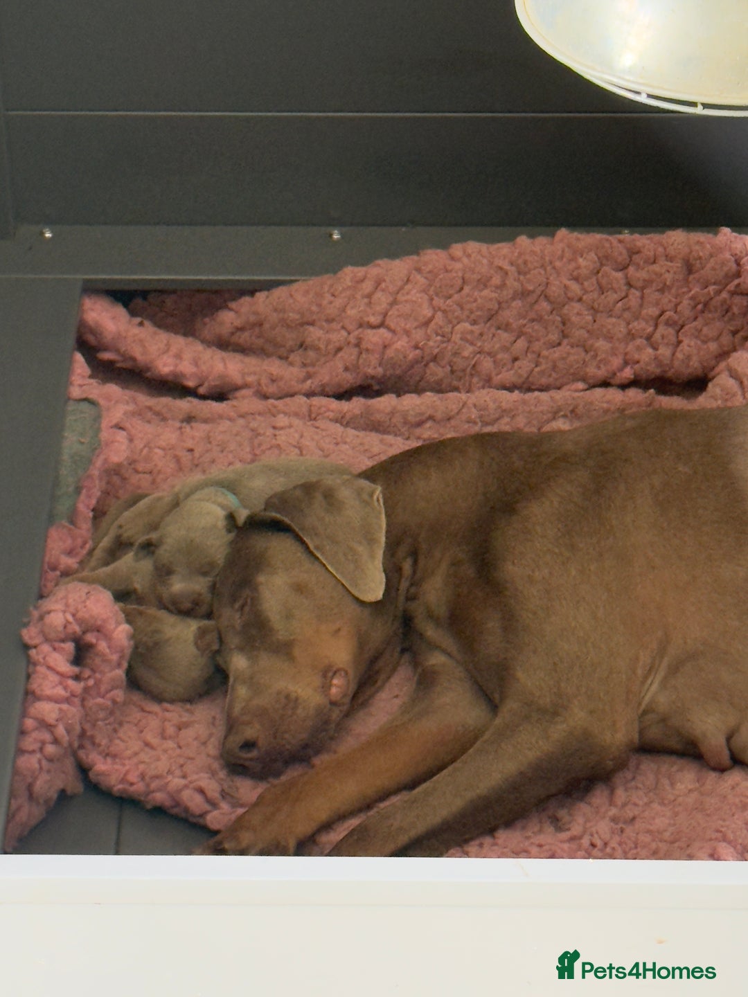 Dobermann dogs for sale: Dobermann puppy 5* licensed breeder  - Image 3