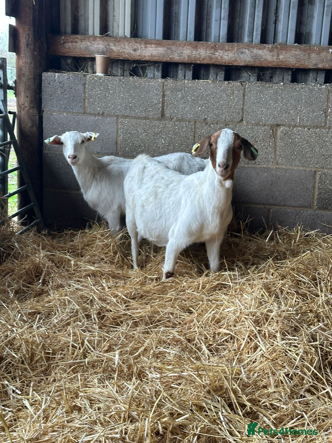 Goats livestock for sale: 3 Year old Nanny’s  - Advert 2
