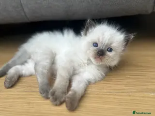 Ragdoll cats Ragdoll kittens - Advert 4