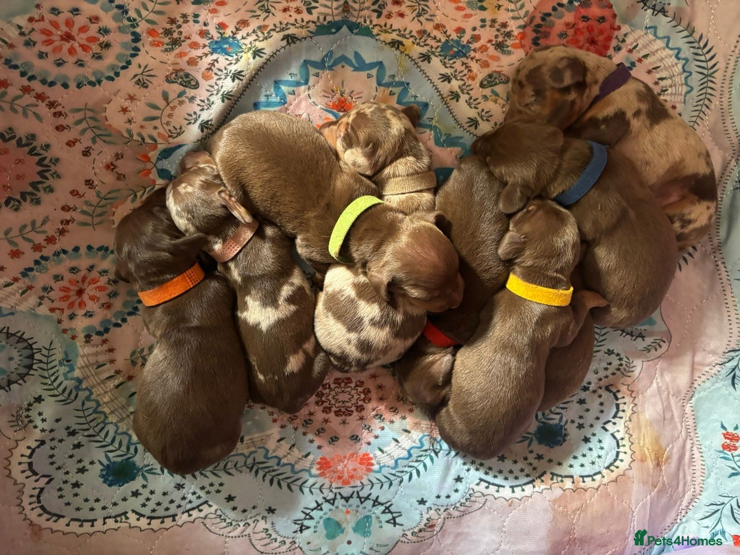 Dachshund dogs for sale: Miniature Dachshund pups £1000 - Image 4