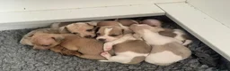 Jack Russell dogs for sale: Beautiful Jack Russell pups  - Advert 1