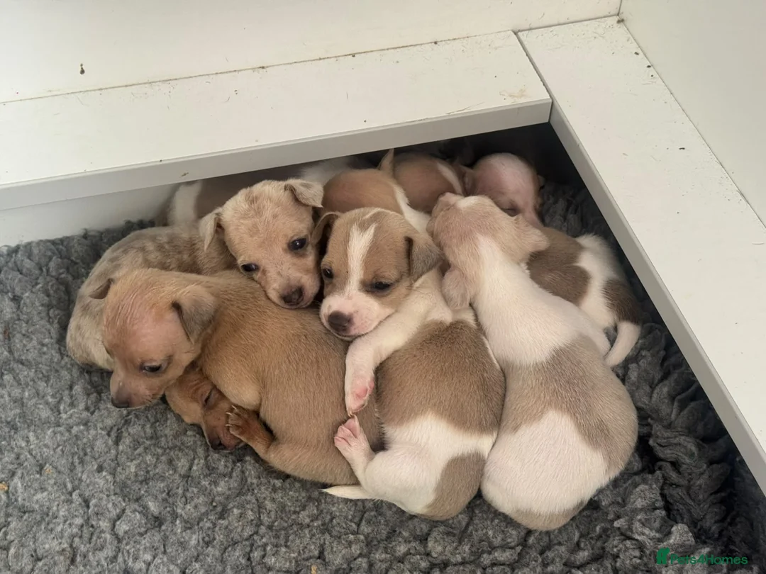 Jack Russell dogs for sale: Beautiful Jack Russell pups  - Advert 1