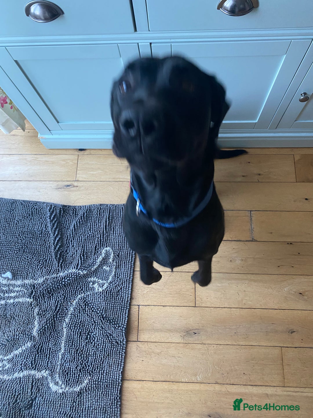 Labrador Retriever dogs for sale: 3 year old labrador for sale - Image 5