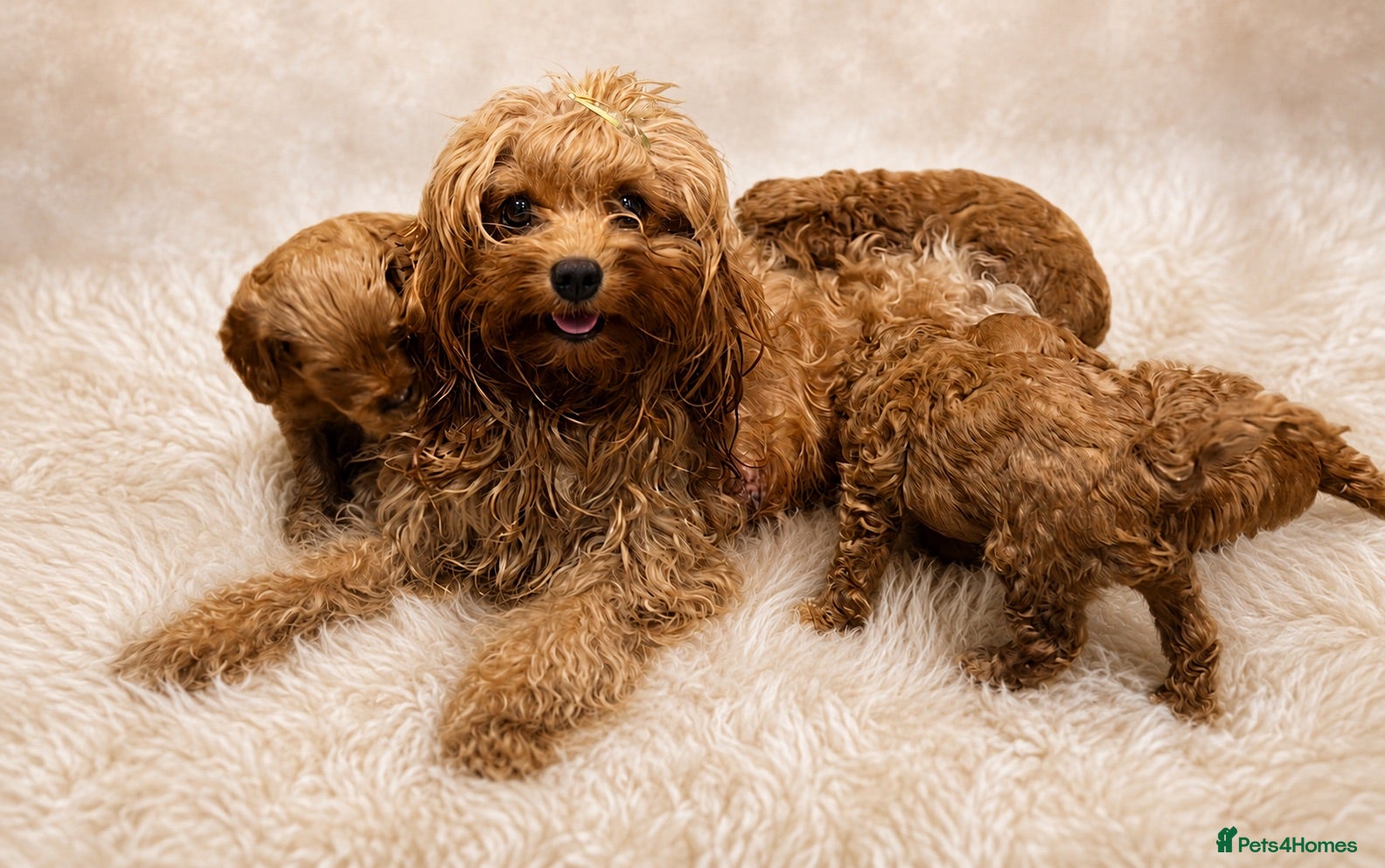 Cavapoo dogs Most beautiful Asian F1B Cavapoos - Advert 2
