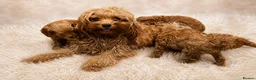 Cavapoo dogs for sale: Most beautiful Asian F1B Cavapoos - Advert 2