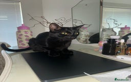 Bombay cats for sale: All black Bombay female cat  - Image 4