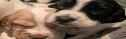 Cocker Spaniel dogs for sale: Stunning working cocker spaniels  - Advert 5