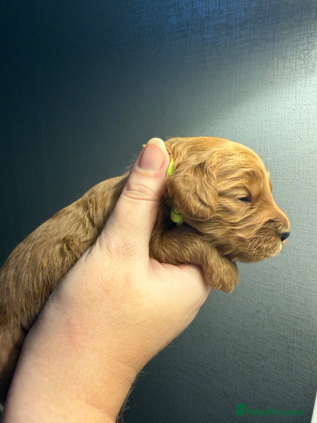 Cockapoo dogs for sale: Cockapoo F1 - Advert 26