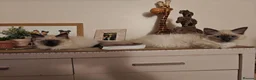 Ragdoll cats for sale: Lucky boy - Advert 2