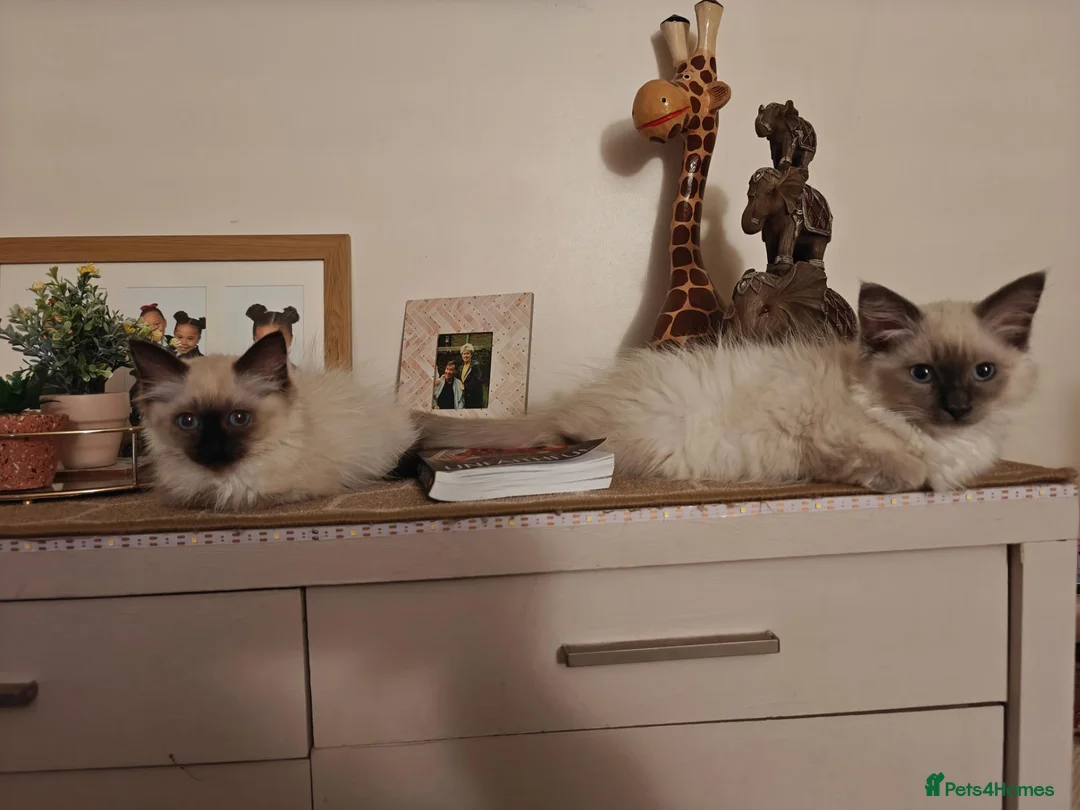 Ragdoll cats for sale: Lucky boy - Advert 2
