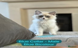 Ragdoll cats for sale: 💙LAST MALE 💙GCCF Registered Ragdoll Kittens🐾 in Taunton - Image 8