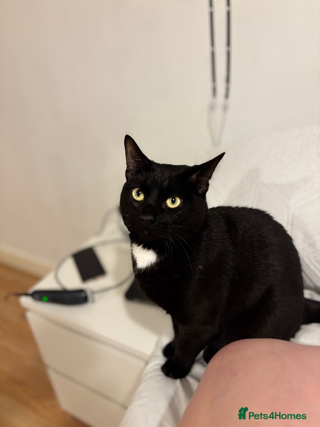 Domestic Shorthair cats for sale: Adorable Black and White cat for a loving home - Image 3