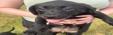 Labrador Retriever 6
