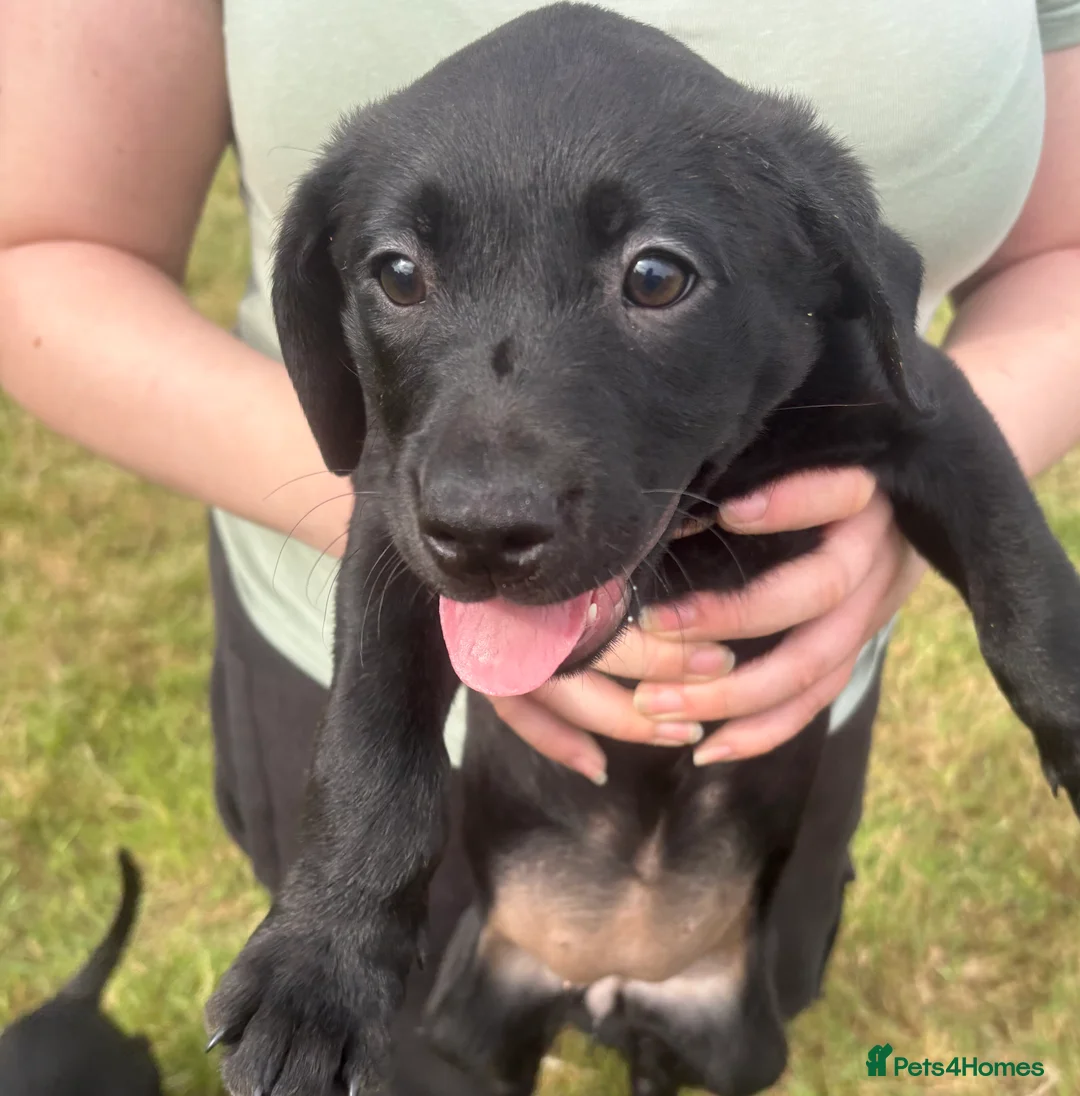 Labrador Retriever dogs for sale: 2 female black labs for sale  - Advert 1
