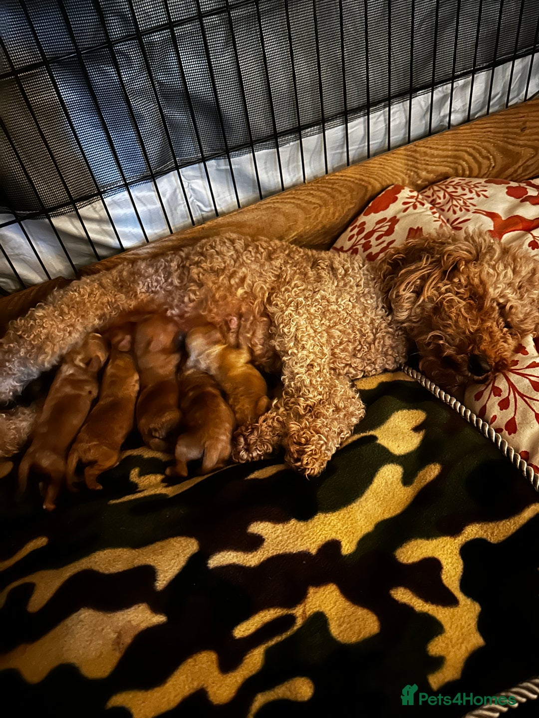 Mixed Breed dogs for sale: 5 BEAUTIFUL POODLE PUPPIES ONE GIRL 4 BOYS  - Advert 1