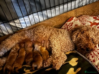 Mixed Breed dogs 5 BEAUTIFUL POODLE PUPPIES ONE GIRL 4 BOYS - Advert 3